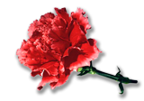 Kwiat - Goździk